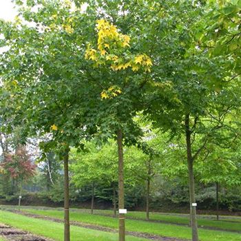 ACRU_Sol_baum_5xv_200-300x30-35x500-700_R_SCHR1043_2_12_10_06_13857.jpg