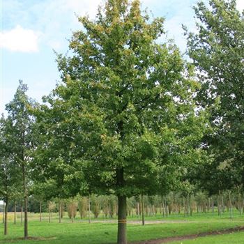 QRO_Sol_baum_8xv_400-600x110-120x900-1200_STH200_G_ESCH845_19_09_07_20132.jpg
