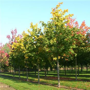 ACRU_Sol_baum_5xv_200-300x35-40x500-700_R_GE-HM1094_2_17_10_06_14407.jpg