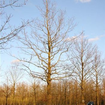 QRO_Sol_baum_8xv_400-600x100-120x900-1200_G_ESCH873-74_4_03_04_07_16955.jpg
