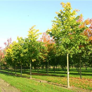 ACRU_Sol_baum_5xv_200-300x35-40x500-700_R_GE-HM1094_17_10_06_14408.jpg