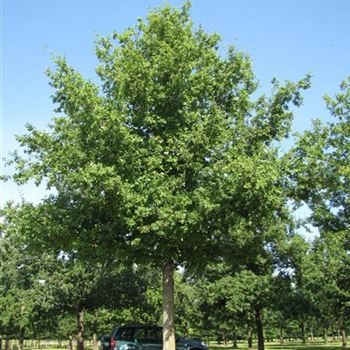 QRO_Sol_baum_8xv_600-800x100-120x900-1200_VB400_G-871_31_08_15_jh_41784.jpg