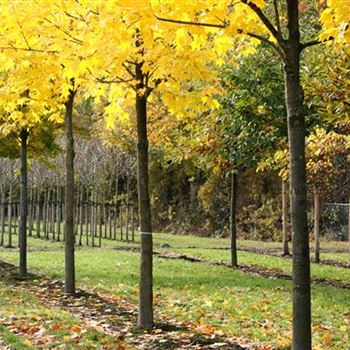 ACRU_Sol_baum_5xv_200-300x40-45x500-700_Staemme_R_STA1072_10_11_06_14536.jpg