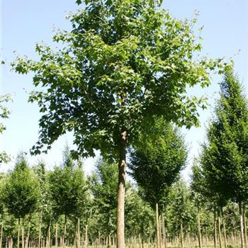 ACRU_Sol_baum_5xv_200-300x40-45x500-700_STH270_R_STA1072_03_07_06_12209.jpg