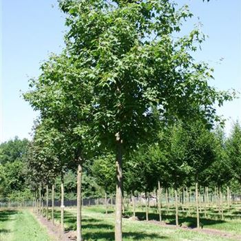 ACRU_Sol_baum_5xv_200-300x40-45x500-700_STH270_R_STA1072_2_03_07_06_12208.jpg