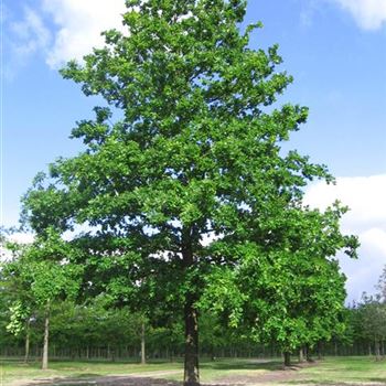 QRO_Sol_baum_8xv_600-800x100-120x900-1200_G_xx_A_Wiechmann_04_06_09_29558.jpg
