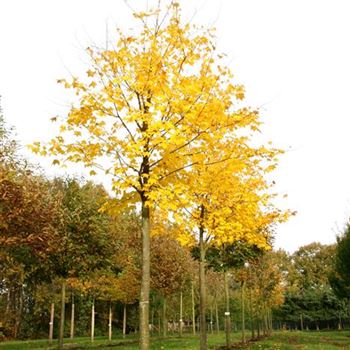 ACRU_Sol_baum_5xv_200-300x40-45x500-700_R_STA1072_10_11_06_14535.jpg