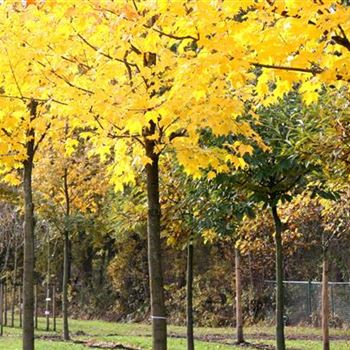ACRU_Sol_baum_5xv_200-300x40-45x500-700_Kronenansatz_R_STA1072_10_11_06_14534.jpg