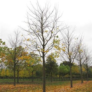 ACRU_Sol_baum_5xv_200-300x45-50x500-700_R-1087_25_10_12_jh_38475.jpg