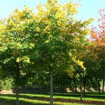 ACRU_Sol_baum_5xv_200-300x45-50x500-700_R_GE-HM1094_17_10_06_14411.jpg