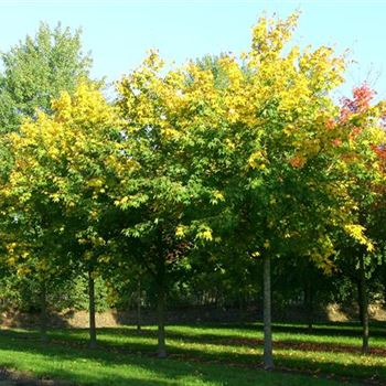 ACRU_Sol_baum_5xv_200-300x45-50x500-700_R_GE-HM1094_3_17_10_06_14410.jpg