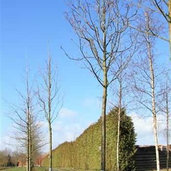 SAMA_Sol_baum_4xv_100-150x25-30x400-500_G_ESCH841_18_03_08_22721.jpg