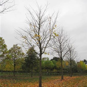 ACRU_Sol_baum_6xv_300-400x50-60x700-900a_R-1087_25_10_12_jh_38477.jpg