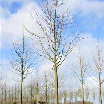 SAMA_Sol_baum_6xv_200-300x35-40x500-700_G_ESCH842_2_18_03_08_22722.jpg