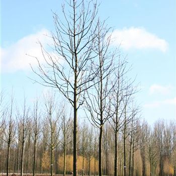 SAMA_Sol_baum_6xv_200-300x35-40x500-700_G_ESCH842_3_18_03_08_22723.jpg