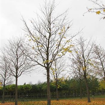 ACRU_Sol_baum_6xv_300-400x50-60x700-900_R-1087_25_10_12_jh_38476.jpg