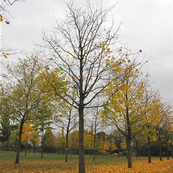 ACRU_Sol_baum_6xv_300-400x60-70x700-900_R-1087_25_10_12_jh_38478.jpg