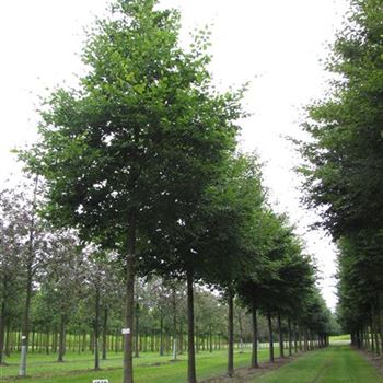 FSY_Sol_baum_6xv_200-300x40-45x500-700_G-1052_15_08_16_jh_42186.jpg