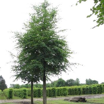 FSY_Sol_baum_5xv_200-300x40-45x500-700_G-1052_17_06_16_jh_42185.jpg