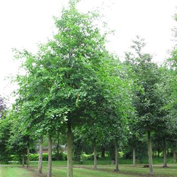 FSY_Sol_baum_6xv_300-400x45-50x500-700a_G-1052_17_06_16_jh_42188.jpg