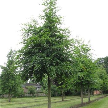 FSY_Sol_baum_6xv_300-400x45-50x500-700_G-1052_17_06_16_jh_42187.jpg