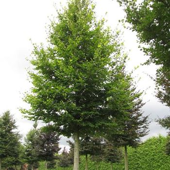 FSY_Sol_baum_6xv_300-400x60-70x500-700a_G-810_15_08_16_jh_42190.jpg