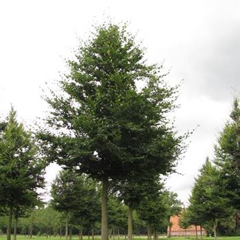 FSY_Sol_baum_6xv_300-400x60-70x500-700_G-810_15_08_16_jh_42189.jpg