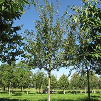 MIRVNA_Sol_baum_4xv_100-150x25-30_R-557_19_08_16_jh_42230.jpg