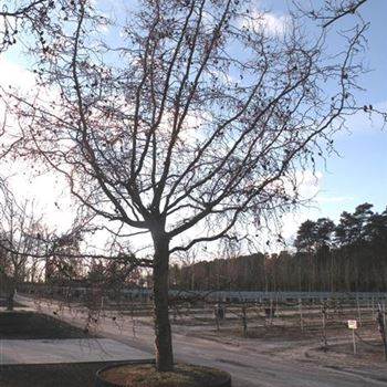 LKDI_Sol_Baum_6xv_300-400x60-70x500-700_C-272_1_08_03_16_wr_42438.JPG