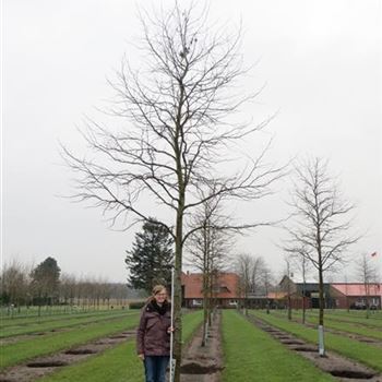 LST_Sol_baum_5xv_200-300x30-35x500-700_12_01_2016_wr_R-1063_42564.JPG