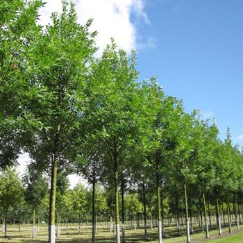 FPSU_Sol_baum_4xv_150-200x20-25x400-500a_R-242_10_08_16_jh_42164.jpg