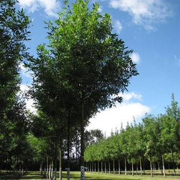 FPSU_Sol_baum_4xv_150-200x20-25x400-500_R-242_10_08_16_jh_42163.jpg