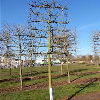 APFEL_H_Spalierform_5xv_35-40_R-361_01_04_2016_wr_42479.JPG