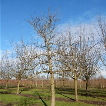 APFEL_Sol_baum_6xv_200-300x45-50_O-199_11_02_2016_wr_42480.JPG
