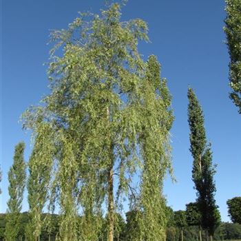 SATR_Sol_baum_6xv_400-600x60-70_G-500_19_08_16_jh_42361.jpg