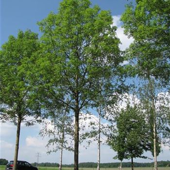 FEWGL_Sol_baum_6xv_300-400x60-70x700-900_G-846_31_05_16_jh_42160.jpg