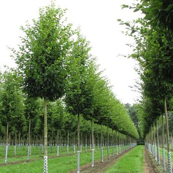 CBFFO_Sol_baum_5xv_60-100x20-25x400-500a_R-1008_23_08_16_jh_42143.jpg