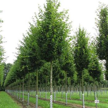 CBFFO_Sol_baum_5xv_60-100x20-25x400-500_R-1008_23_08_16_jh_42142.jpg