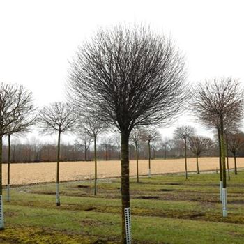 PFGLO_Sol_Baum_5xv_200-300x45-50_STH200_R-1037_02_03_16_wr_42443.JPG