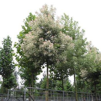 ANFL_Sol_baum_5xv_200-300x30-35x500-700_C-254_01_08_16_jh_42071.jpg