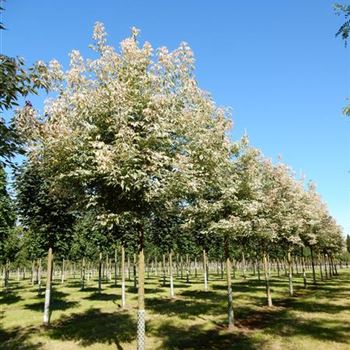 ANFL_Sol_Baum_4xv_150-200x25-30x400-500_R-509_09_09_15_kd_40934.JPG