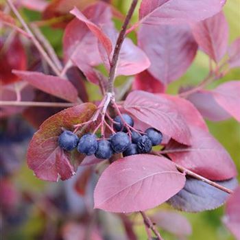 Aronia_melanocarpa_Viking_2007_6705.jpg