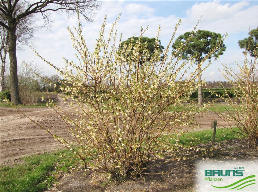 Lonicera x purpusii, Winter-Duft-Heckenkirsche von Bruns Pflanzen