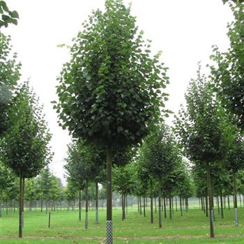 TCGR_Sol_baum_5xv_200-300x30-35x400-500b_R-426_22_08_16_jh_42384.jpg