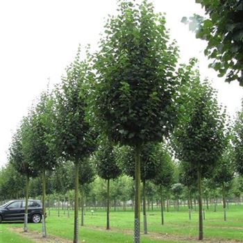 TCGR_Sol_baum_5xv_200-300x30-35x400-500a_R-426_22_08_16_jh_42382.jpg
