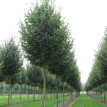 TCGR_Sol_baum_5xv_200-300x30-35x400-500_R-508_22_08_16_jh_42381.jpg