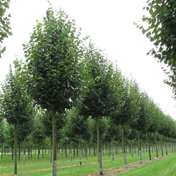 TCGR_Sol_baum_5xv_200-300x30-35x400-500_R-426_22_08_16_jh_42380.jpg
