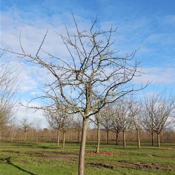 APFJLE_Sol_baum_6xv_200-300x45-50_O-199_11_02_2016_wr_42481.JPG