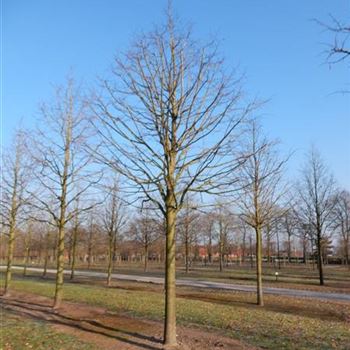 TPL_Sol_baum_6xv_300-400x50-60x500-700_R-1_17_02_2016_wr_42757.JPG