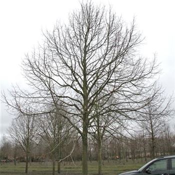 TPL_Sol_baum_6xv_300-400x60-70x500-700_R-75_18_03_2016_wr_42759.JPG
